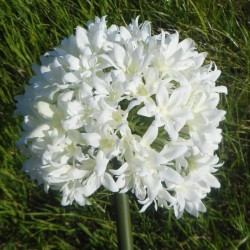 Giant Silk Allium Cream 83cm - A020 A1