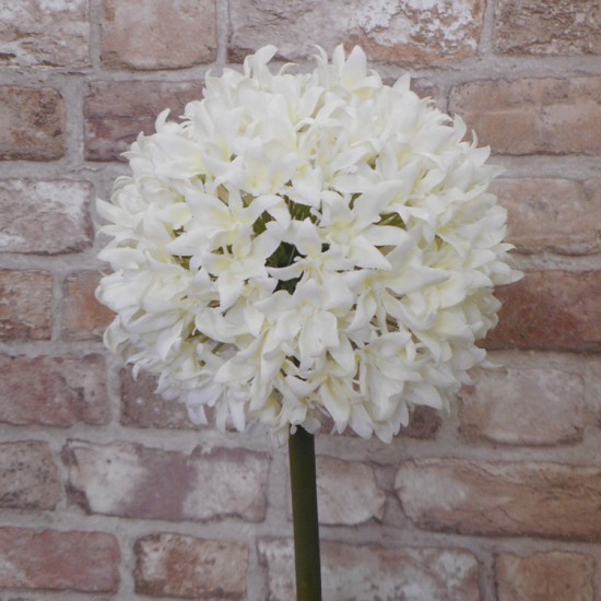 Giant Silk Allium Cream 83cm - A020 A1