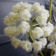 Large Artificial Starburst Allium Cream 85cm - A049 A1