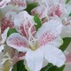 Silk Alstroemeria Bundle Cream 35cm - A078 B3