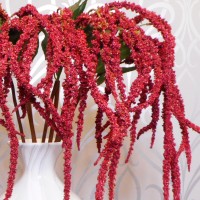 Amaranth Amaranth