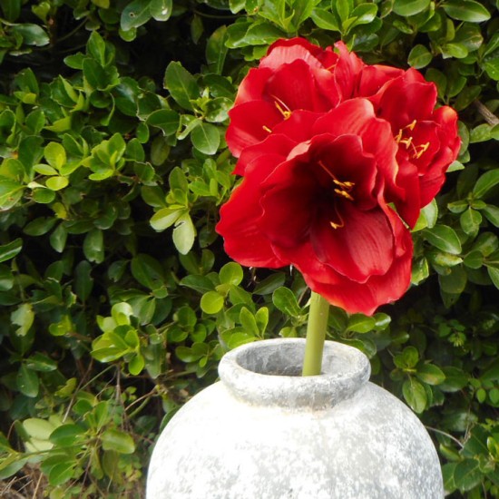 King Artificial Amaryllis Red 68cm - A030 A1