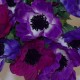 Silk Anemones Posy Purple and Plum 29cm - A085 C4