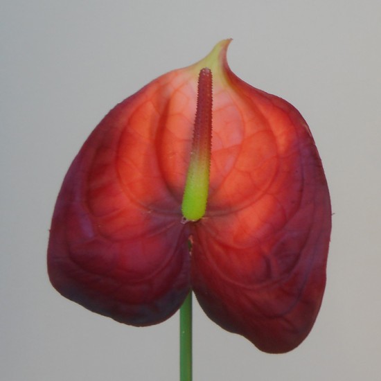 Real Touch Artificial Anthurium Red 67cm - A016a 