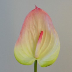 Real Touch Artificial Anthurium Pink and Green 74cm - A012 Q4