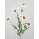 Silk Daisies | Large Artificial Field Daisy 64cm - D016 D3