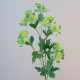 Artificial Astrantia Green Flowers 65cm - A106 A2