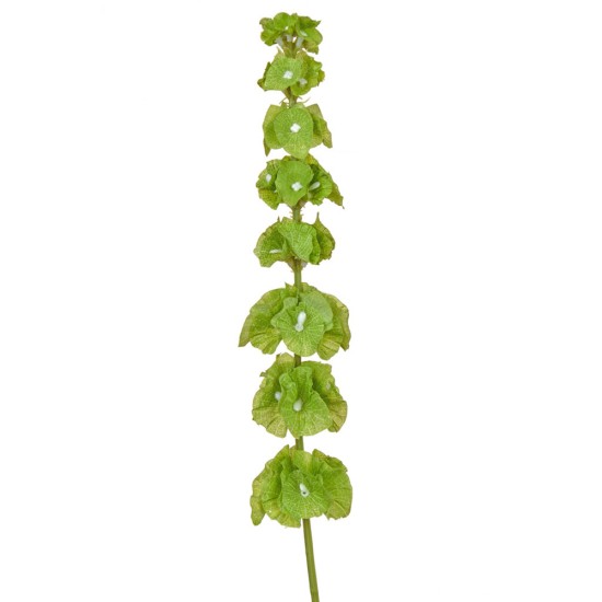Artificial Bells of Ireland 74cm - B097