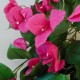 Artificial Trailing Bougainvillea Plant Hot Pink 60cm - B057 B3