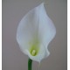 Artificial Calla Lilies Real Touch Large White 75cm - C160 