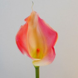 Artificial Calla Lilies Real Touch Large Pink 68cm - L044 I2