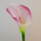 Artificial Calla Lilies Real Touch Pink Cream 70cm - L065 GG4