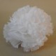 Short Stem Carnation White 9cm - C067 FF3