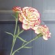 Artificial Spray Carnations Bicolour Cream Magenta 60cm - C038 B3