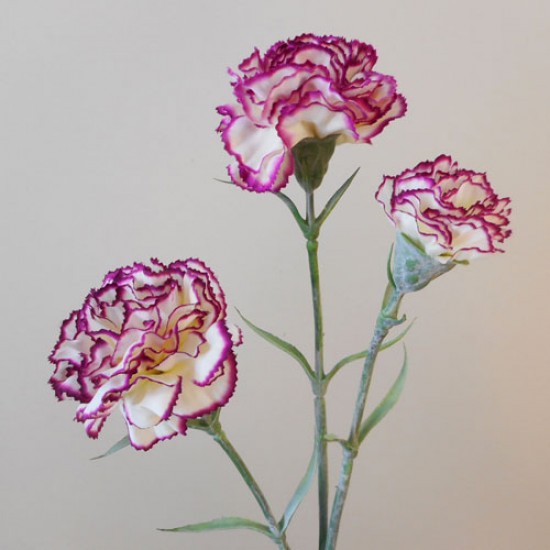 Artificial Spray Carnations Bicolour Cream Magenta 60cm - C038 B3