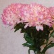 Artificial Pompom Chrysanthemum Dusky Pink 80cm - C191 A3