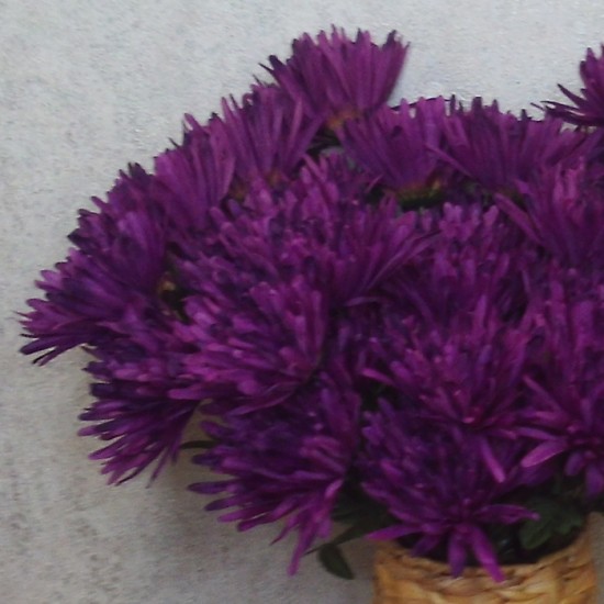 Artificial Spider Chrysanthemums Aubergine Purple with Green Leaves 64cm - S108