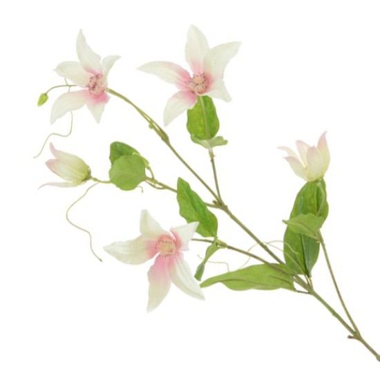 Clematis Cream Pink 77cm - C058 D2