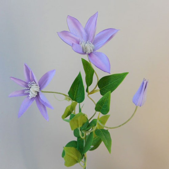 Clematis Lavender 3 Flowers 70cm - C028 D2