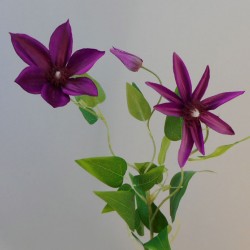Clematis Purple 3 Flowers 70cm - C090 B4
