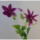 Clematis Purple 3 Flowers 70cm - C090 B4