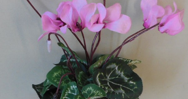 Silk Cyclamen Plants Pink 24cm | Artificial Plants