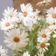 Silk Daisies | Large Artificial Field Daisy 64cm - D016 D3