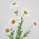 Silk Daisies | Large Artificial Field Daisy 64cm - D016 D3