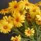 Silk Daisies | Large Artificial Field Daisy Yellow 64cm - D130 D3