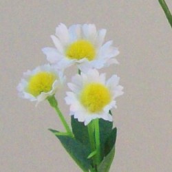 Mini Garden Daisies Stem 62cm - D137 D3