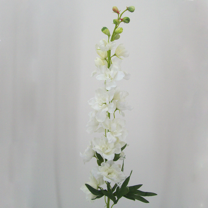 Cream Larkspur