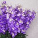 Artificial Garden Delphiniums Purple 75cm - D058 FF2