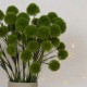 Artificial Trick Dianthus Spray Green 64cm - D085 D2
