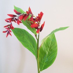 Ginger Flower Red 70cm  - G027 C4