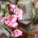 Trailing Artificial Geraniums Plants Pink 77cm - G081 P3