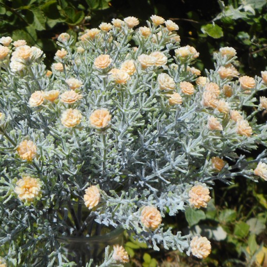 Short Stem Gypsophila Peach 32cm - G026 G3