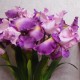 Luxury Flag Iris and Bud Pink 90cm - IR009 EE1