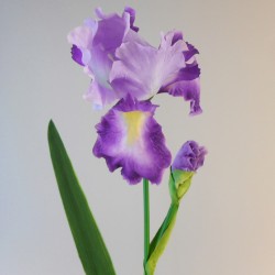 Luxury Flag Iris and Bud Purple 90cm - IR008 F1