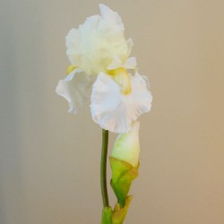 Large Flag Iris and Bud Ivory 79cm - IR003 
