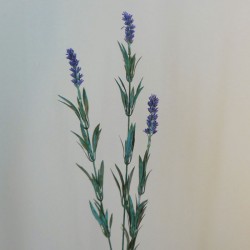 Long Stem Lavender 73cm - L021 BX11