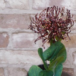 Artificial Leucospermum Protea Brown 45cm - L050 P1