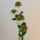 Fireball Lily Olive Green 73cm - L047 F1
