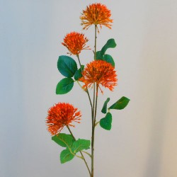 Fireball Lily Orange 73cm - L091 AA3