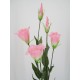 Artificial Lisianthus Pink 80cm - L017 H4