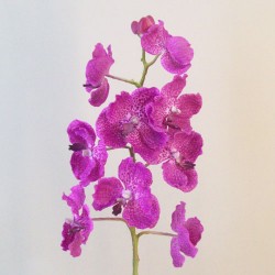 Real Touch Artificial Vanda Orchid Magenta 53cm - O112 K3