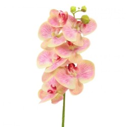 Phalaenopsis Orchid Fruit Salad 78cm - O091 