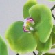Real Touch Phalaenopsis Orchid Green Pink 100cm - O105 K4