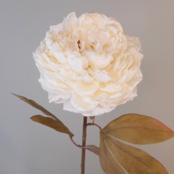 Antique Peony Cream | Faux Dried Flowers 76cm - P082