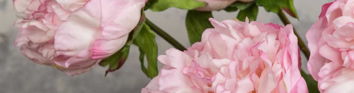 It's peony season ....