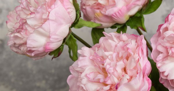 It's peony season